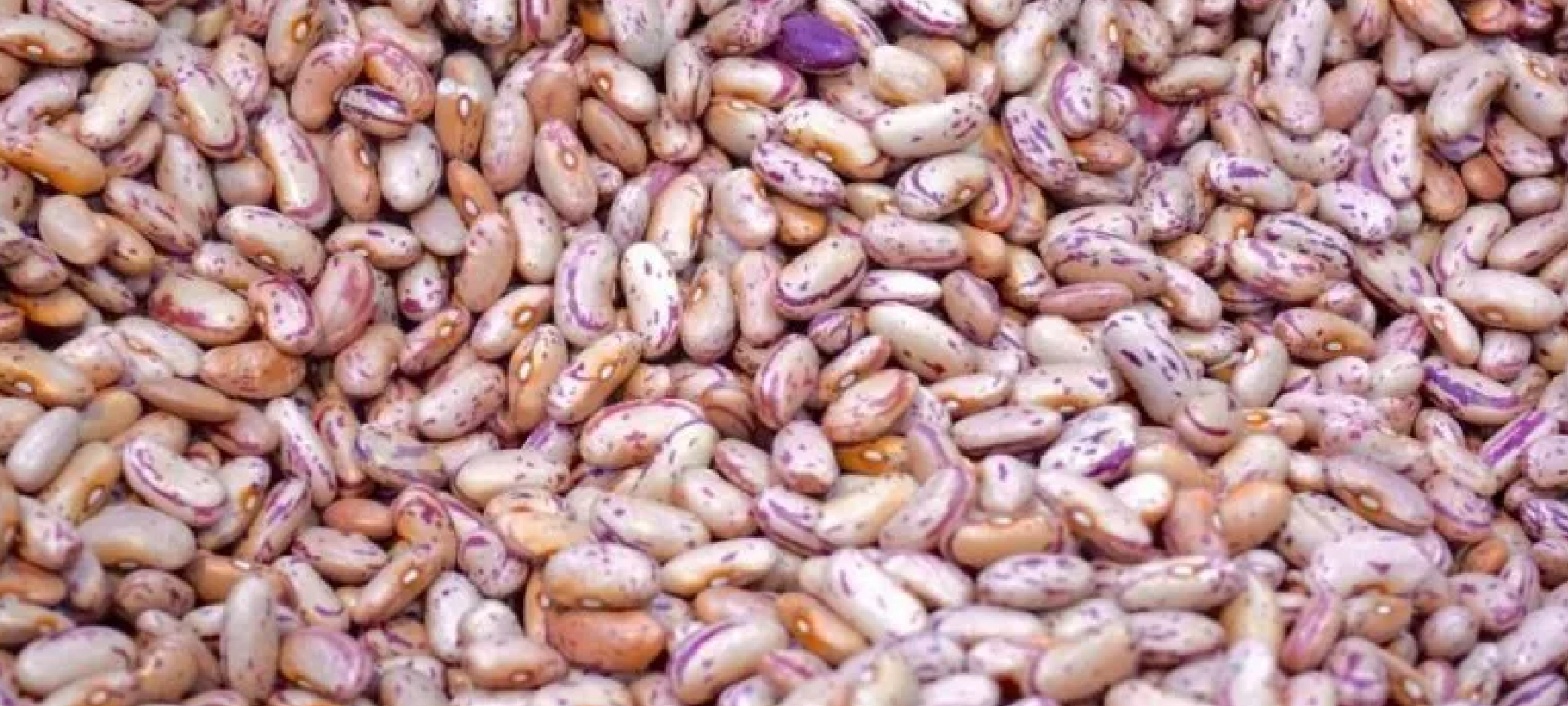 Premium quality sugar beans sourced from trusted producers for wholesale and industrial buyers.
