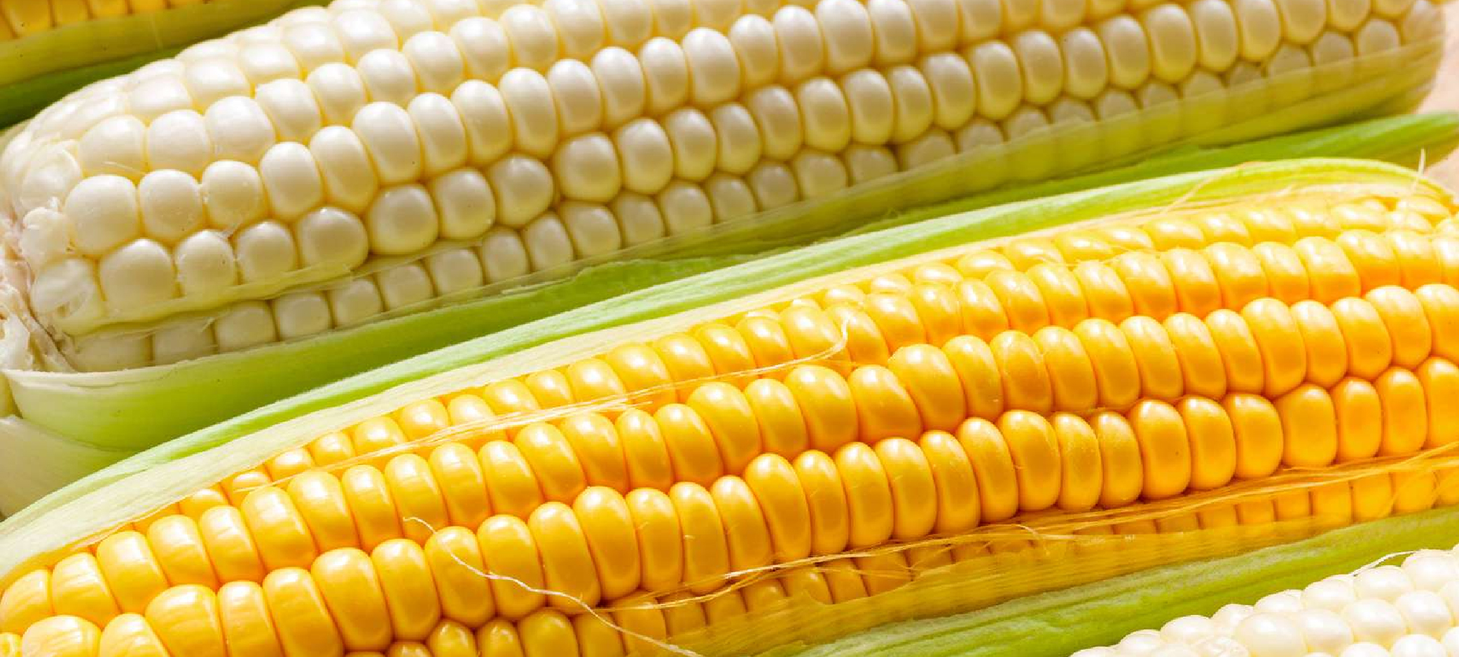 White and yellow maize suitable for food processing, feed manufacturing and commercial distribution.