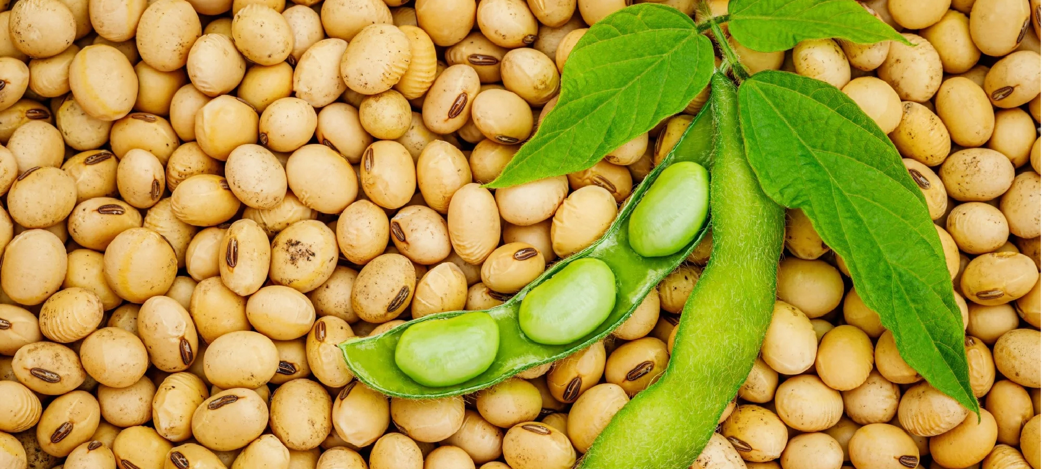 High-quality soybeans for processing, feed manufacturing and commercial trade.